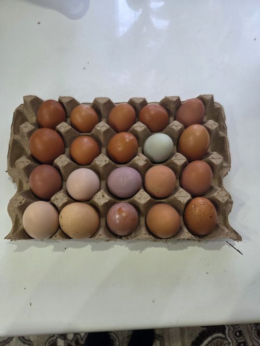 Продам домашние яйца
