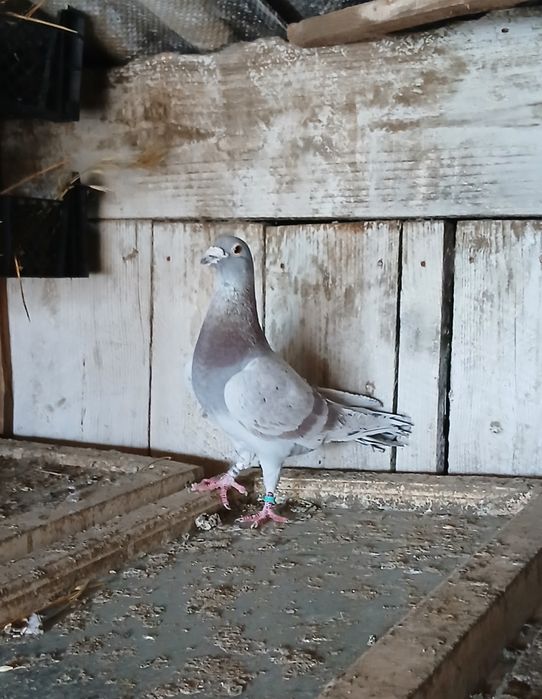 Vand porumbei voiajori