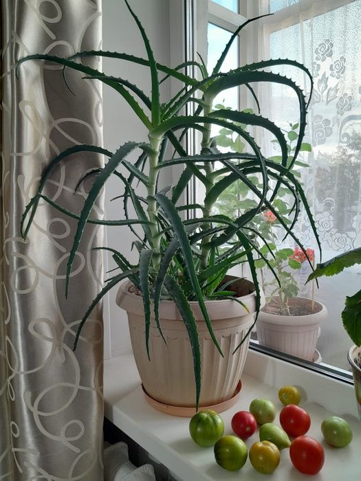 Продам алое 3000тг