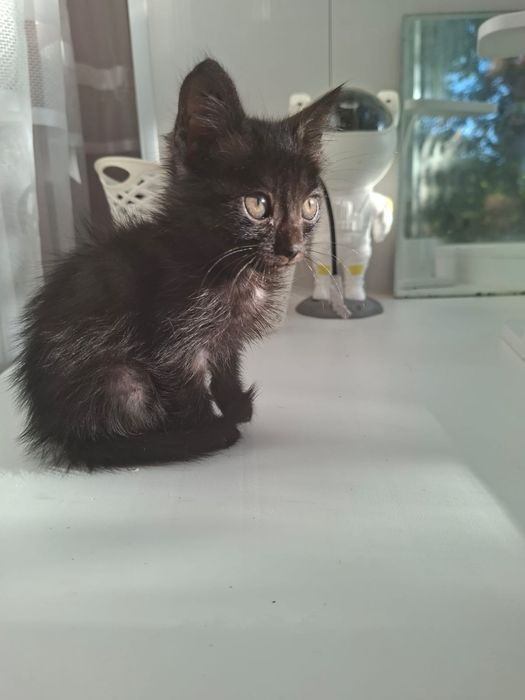 Котята 2-2,5 месяца