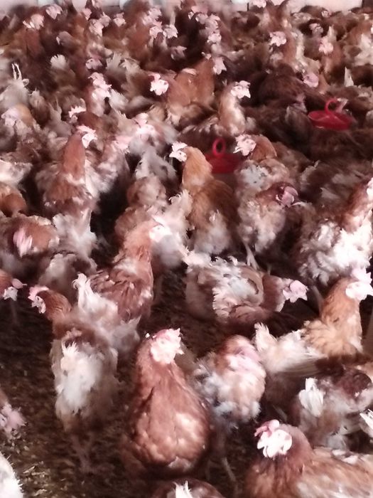 Găini de ouat vișini Yasa Brown