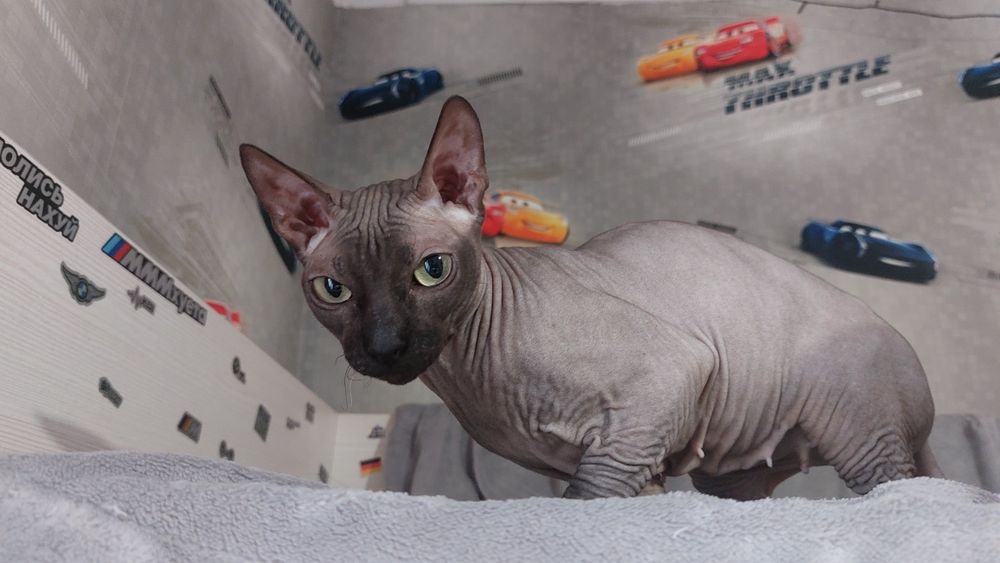 Ищем жениха сфинкса