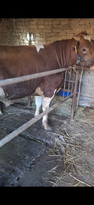 Семіз бұқа бордақы