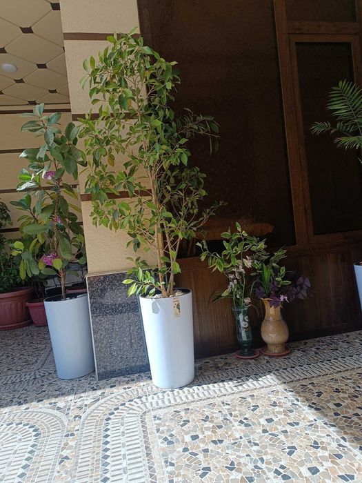 Гуллар. Хонаки гуллар сотилади арзонга