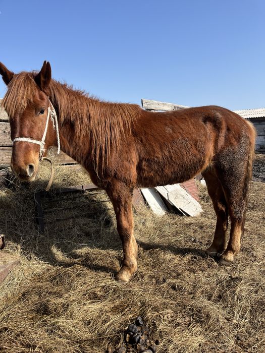 Дөнен 4 шығар мінгі жүрісі жақсы