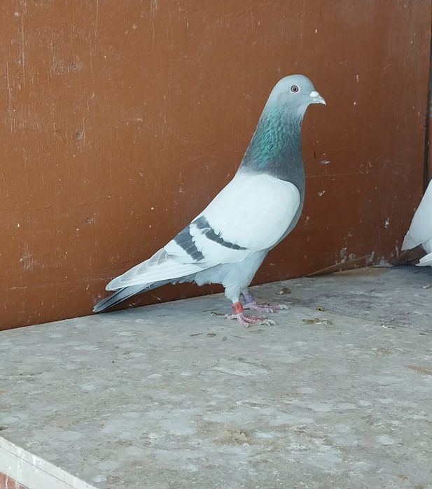 Туркменский Белый.