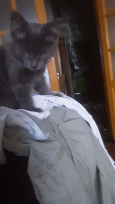 Продам котят помесных