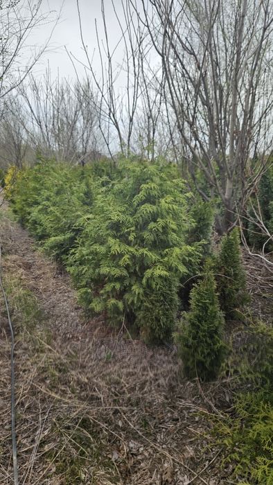 Туя, ель, крымская сосна