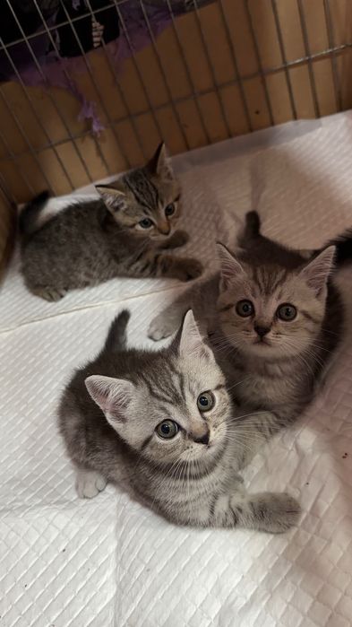 Котки Британска Късокосместа Сребърна Чинчила / Шотландска Клепоуха