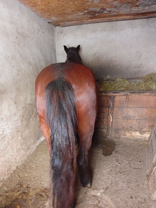 Vând iapă foarte cuminte