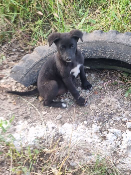 Doi pui de cățel își caută o familie iubitoare!