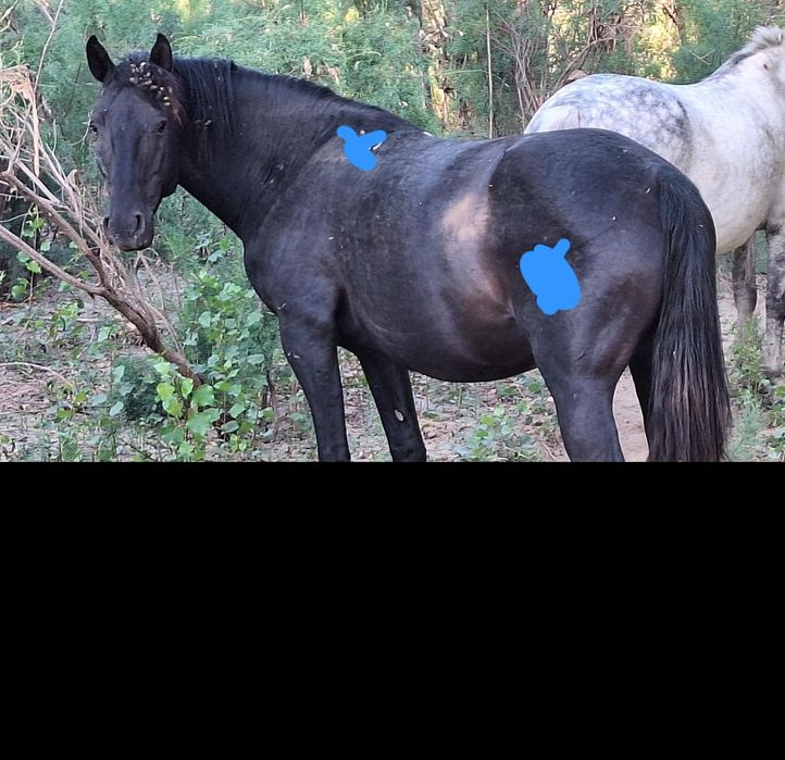 Таза Қарашай тұқымды айғыр!