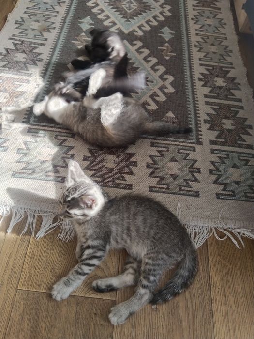 Отдам котят в добрые руки