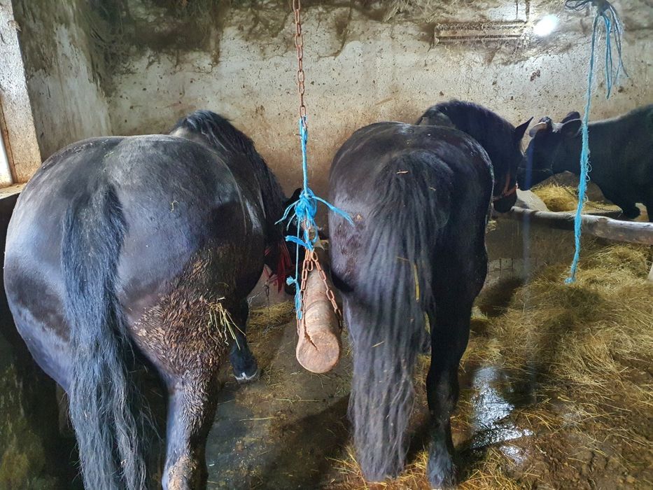 Iapa tractiune, semigrea si gaste