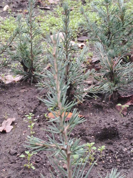 Иглолистни фиданки