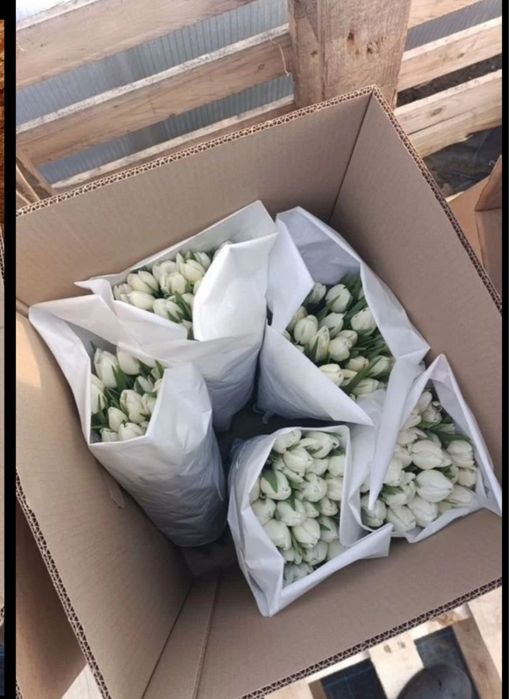 Тюльпаны на 8 марта