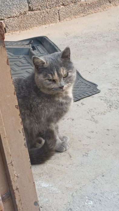 Skotish fold mushuk sotladi srochna