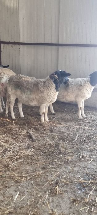 Mielute Dorper de vanzare