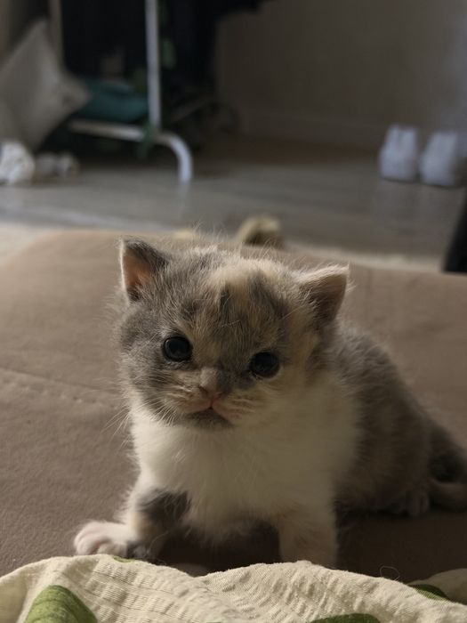 Британские котята