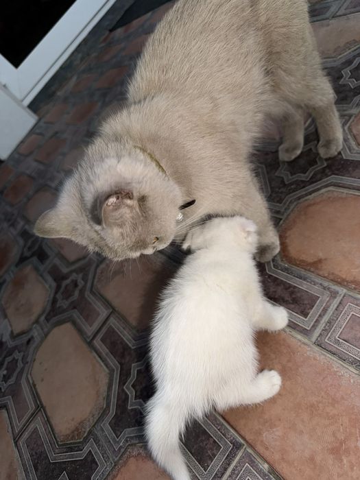 Породистая кошка