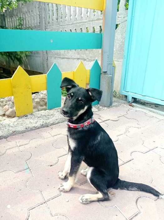 Собака - улыбака ищет дом, чтобы дарить радость!