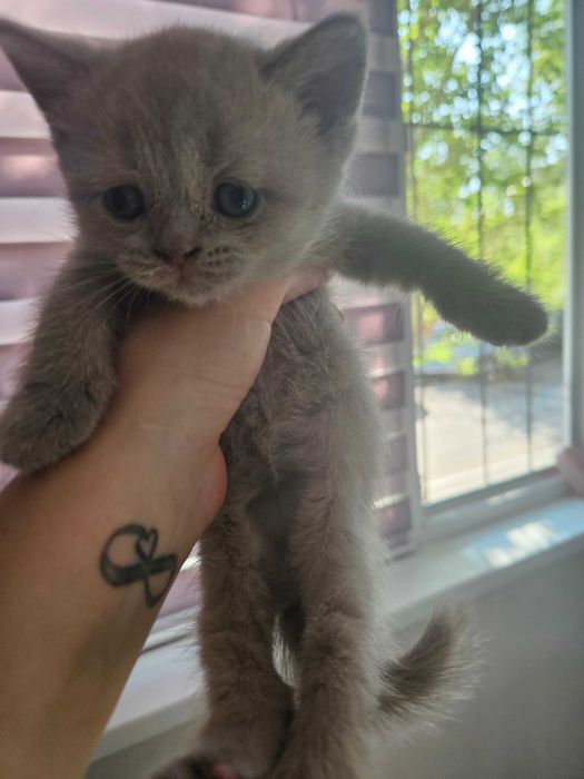 Британские котята