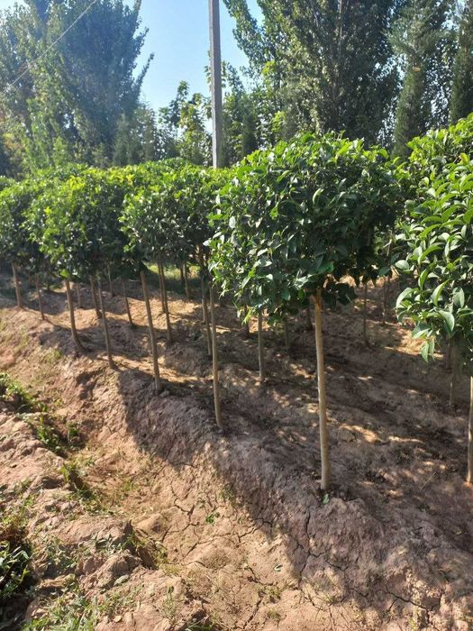 Бручина кучатлари сотилади