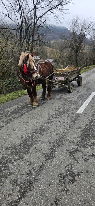 Vand Mânz 2 ani jumate