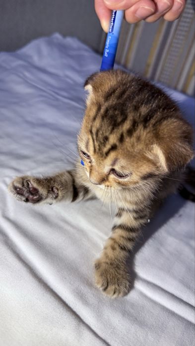 Шотландские вислоухие