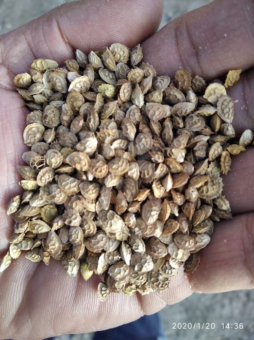 Семена Эспарцета