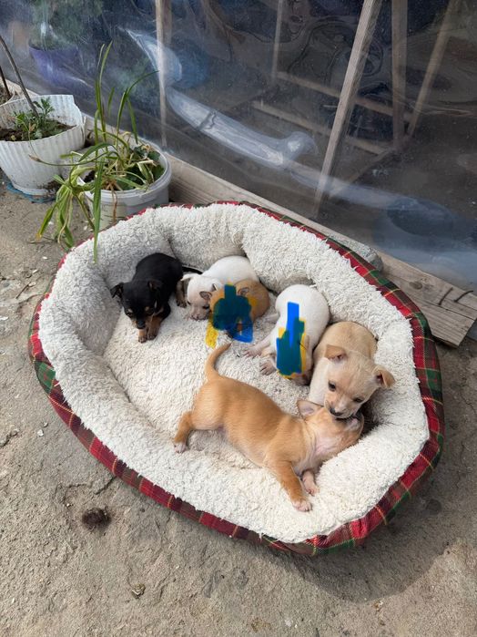 Чихупинчери пинчер