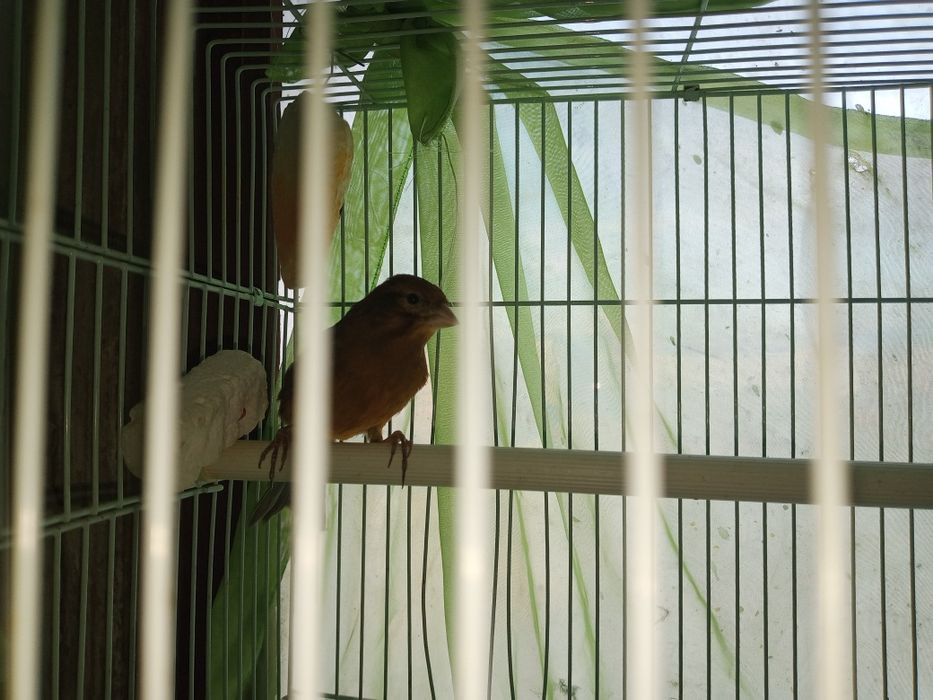 Канарейка певчая