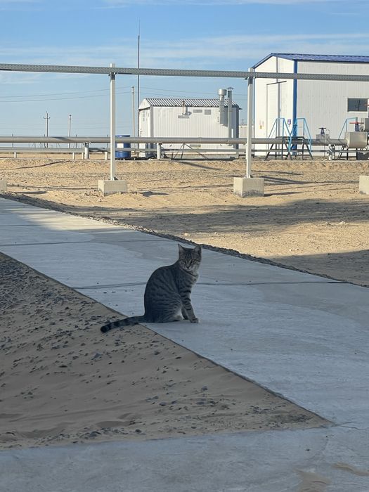 Котенок в добрые руки