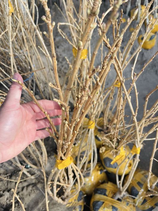 Смородина пахучая