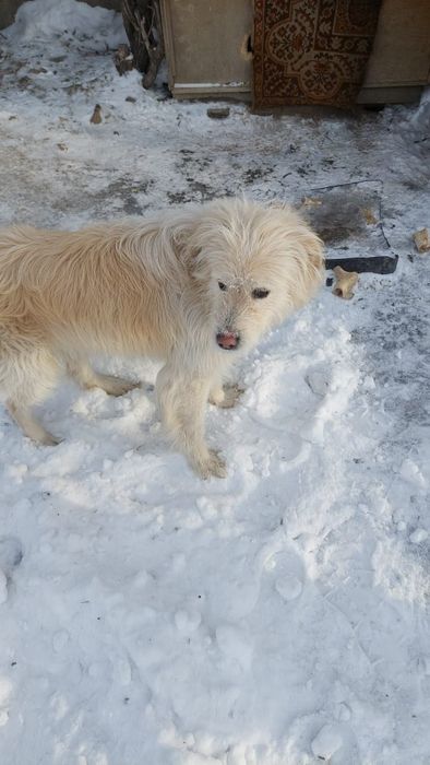 собака ищет хозяина