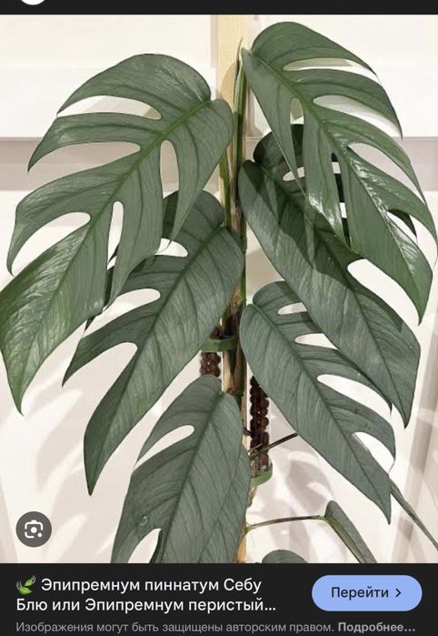 Эпипремнум Cebu Blue