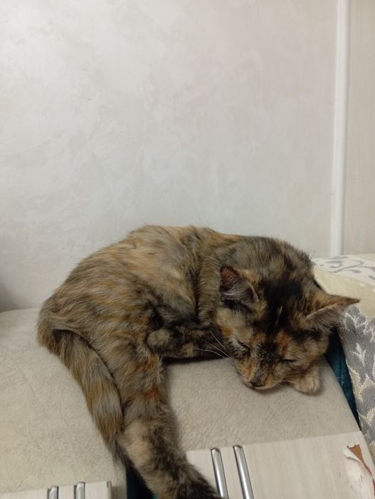 Котёнок чистый домашний