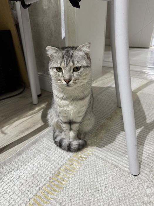 кошка вислоухи шотланский девочка
