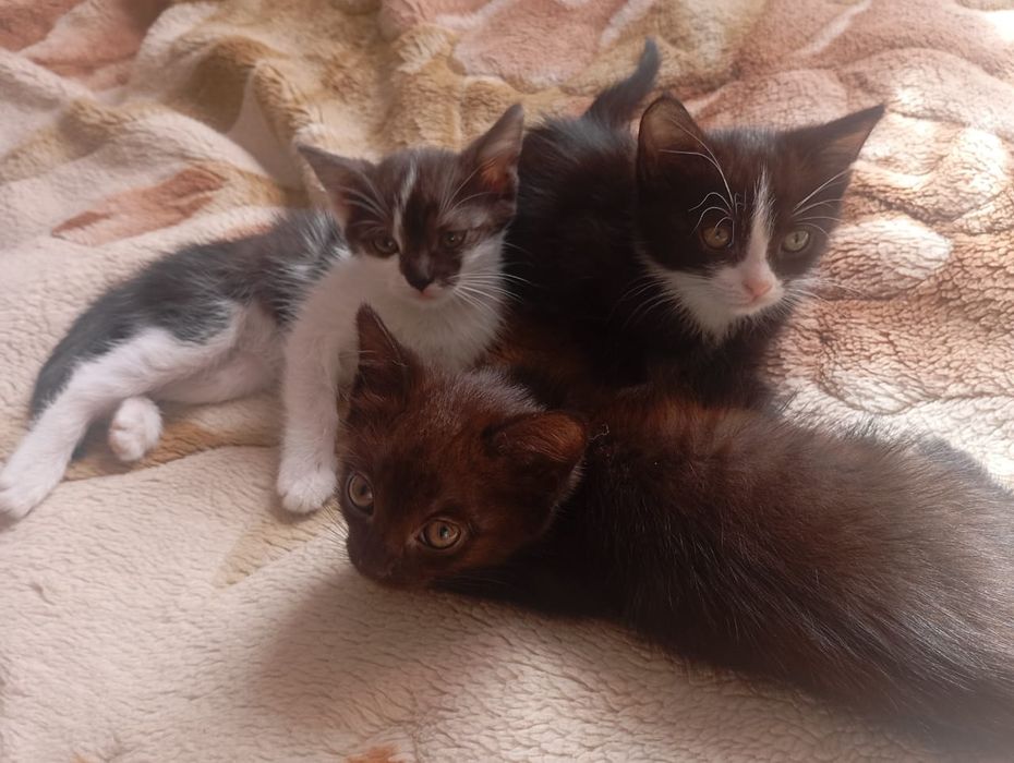 Отдам котят в хорошие руки