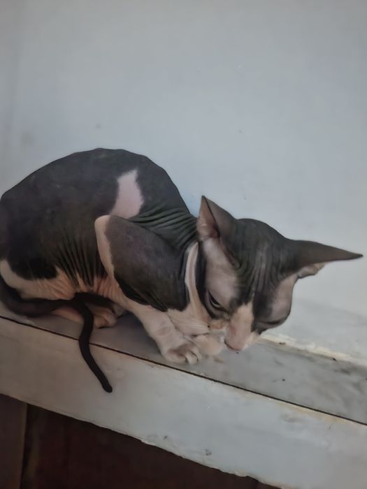 Продам кота канадский сфинкс