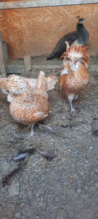 Disponibil fam 3+1 plymouth rock barat,paduana 2+1