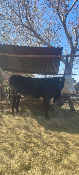 Продам быков торг есть