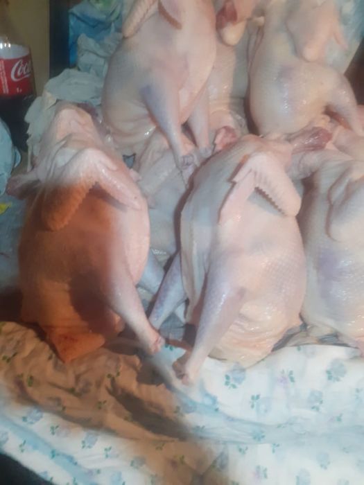 Мясо домашних кур