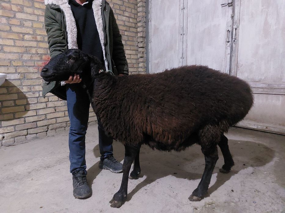 Куй сотилади.ьььь