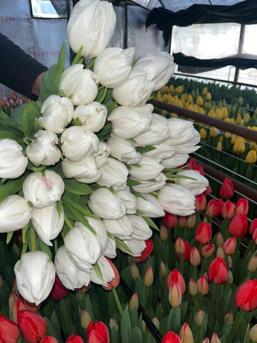 Цветы к 8 марта.