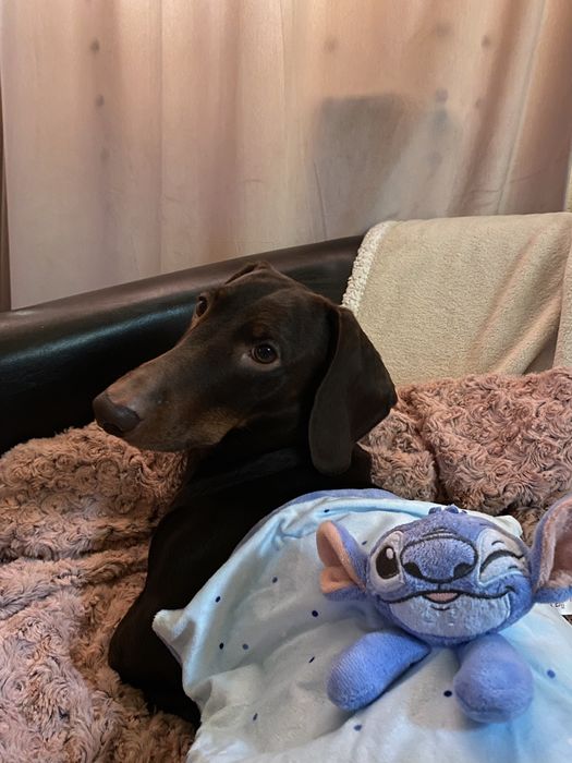 Plimbare câini în Cluj-Napoca (Zona Iulius Mall-Iris)