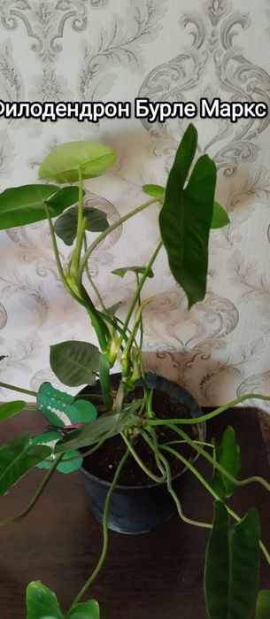 Продам комнатные цветы