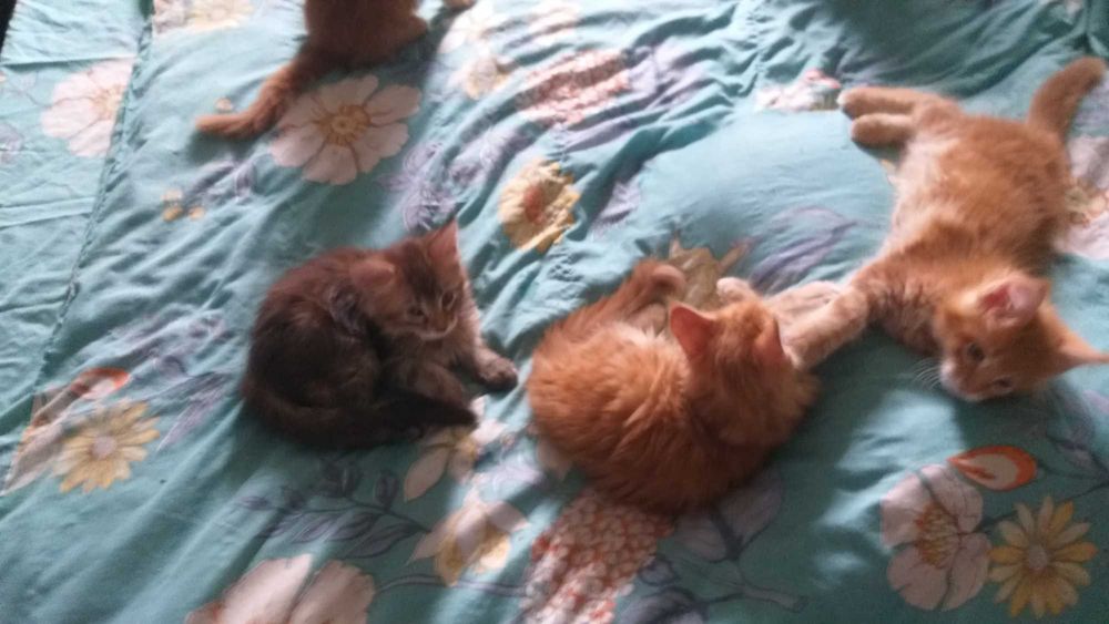 котята Мейн-куна.