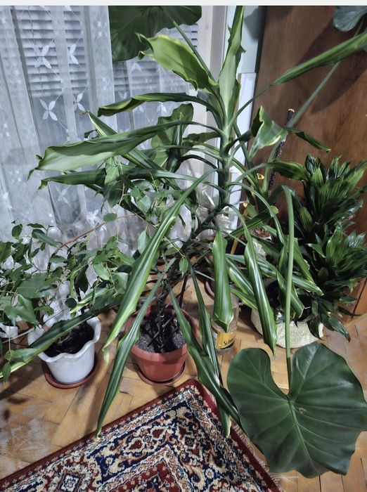 Драцена  (Dracaena fragrans), китайски  рози, бенджамин и други