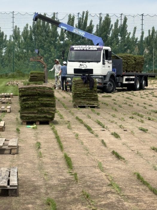 Газон рулоный наивысшего качества